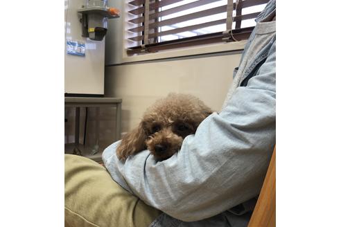 販売中のタイニープードルの親犬